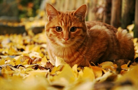 Осенний кот