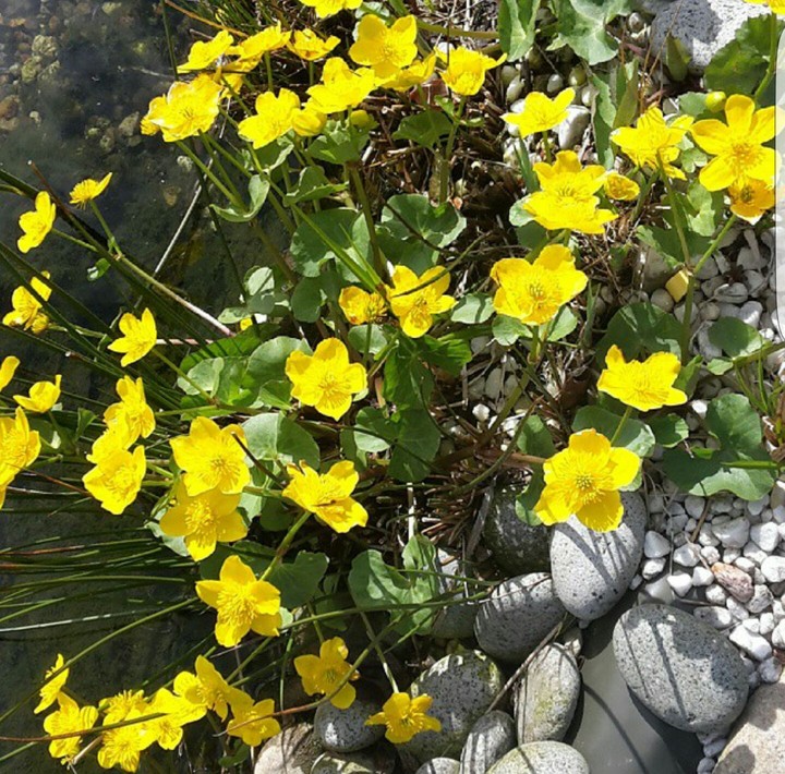 yellow flower