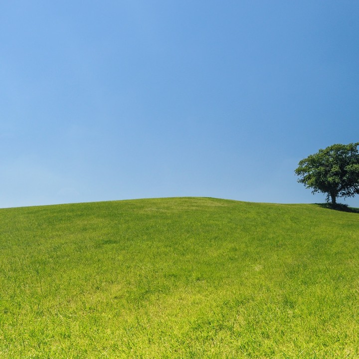 Trees At The Hill