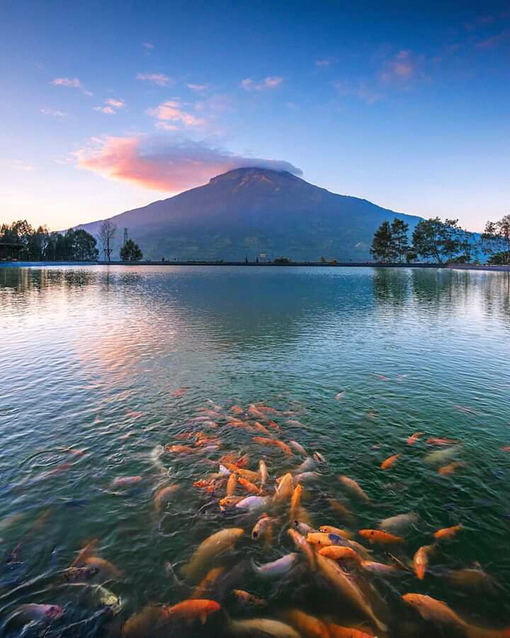 Fish