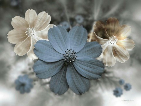 Blu flower white white flowers