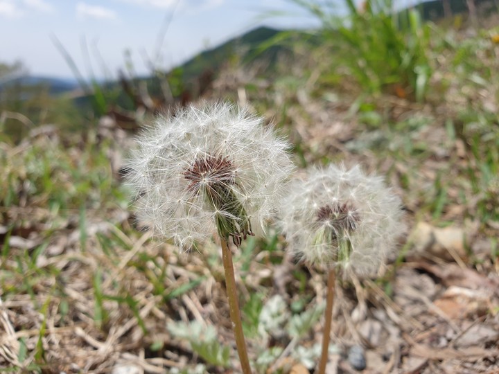 민들레