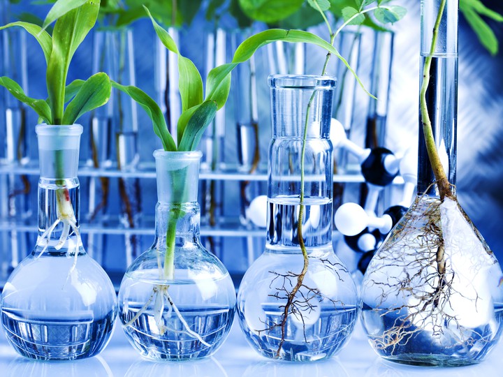 plants