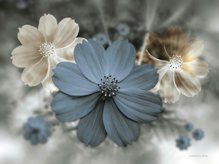 Blu flower white white flowers