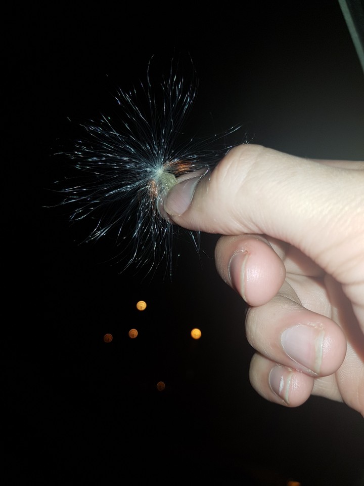 stars