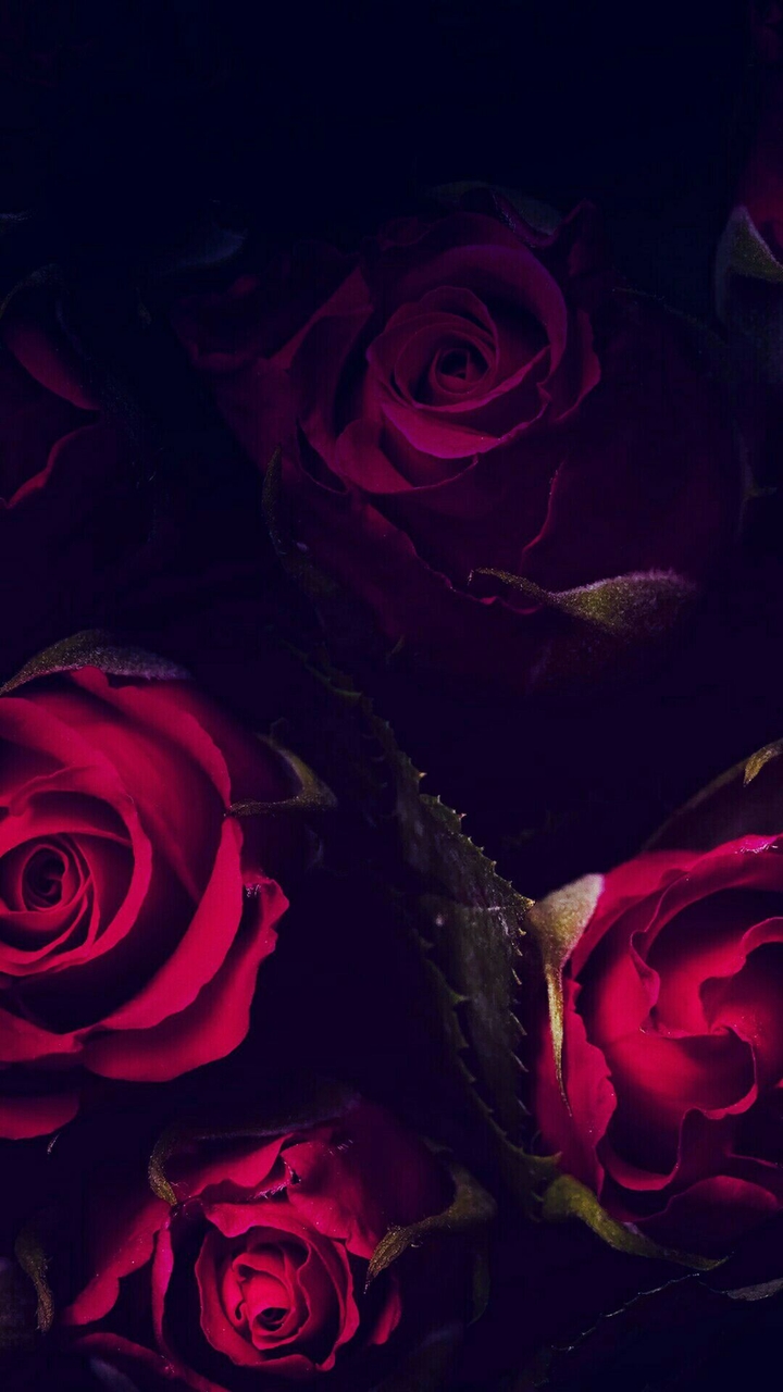 rose wallpaper