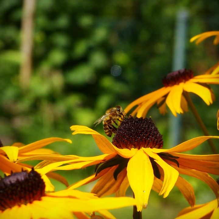 Blumen mit einer Biene