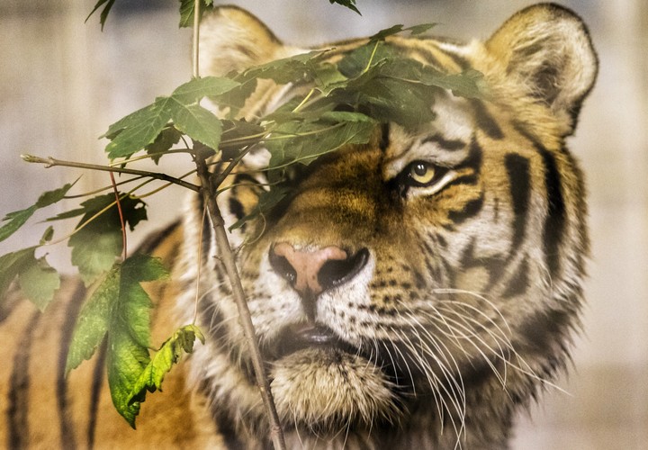 Tiger