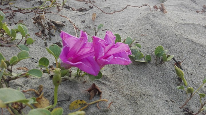 violet in sand