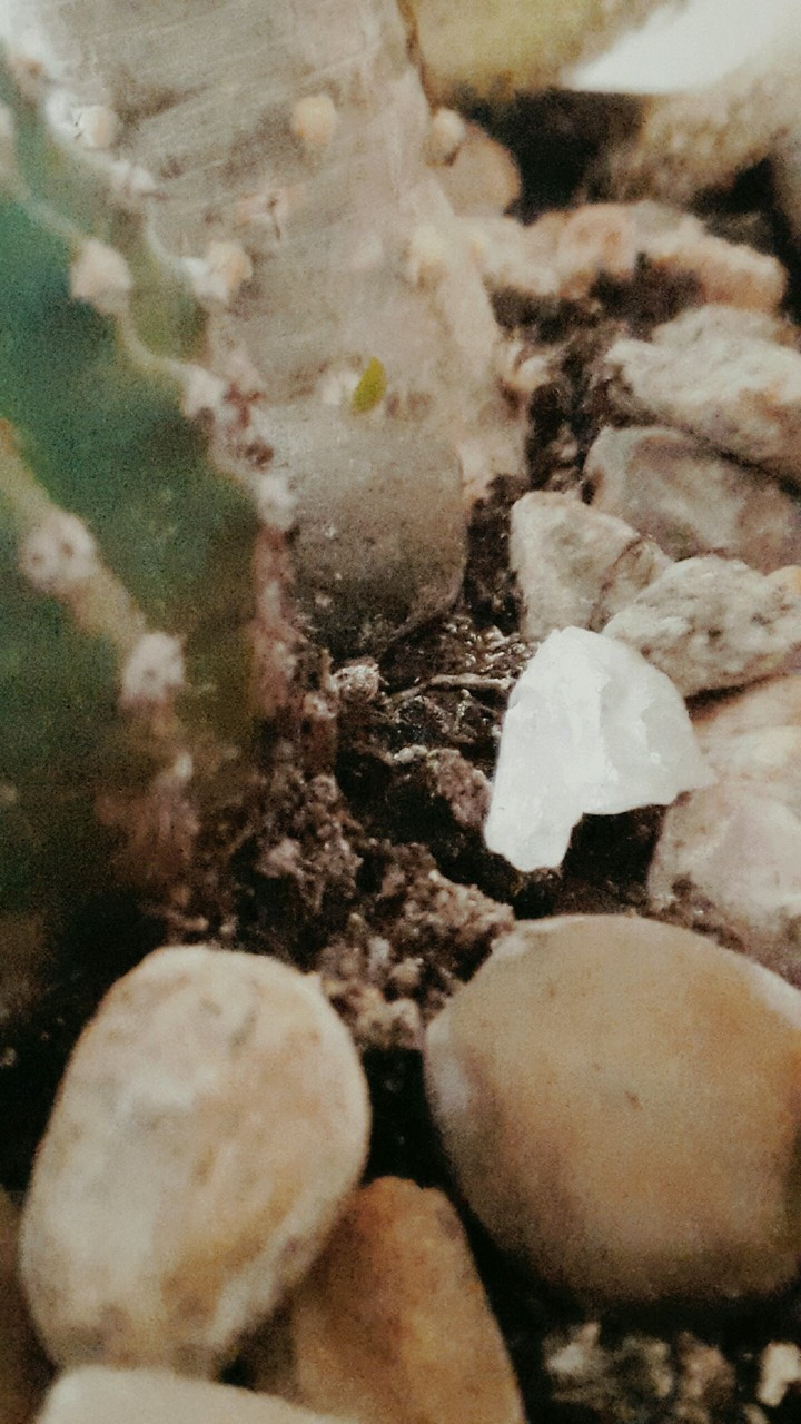 zima