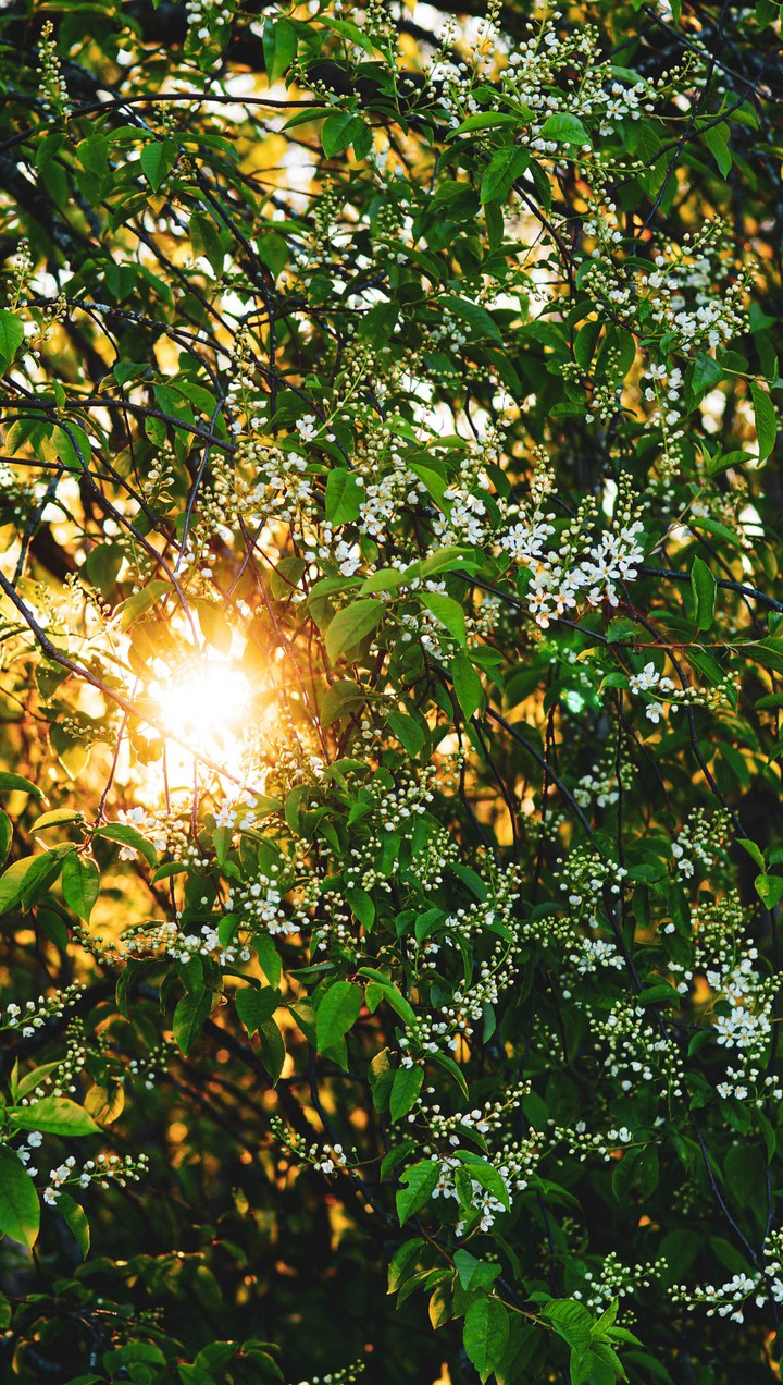 Sunset of the village