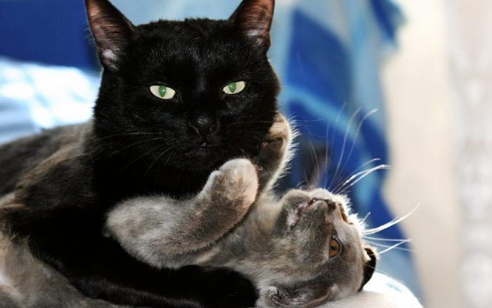 коты