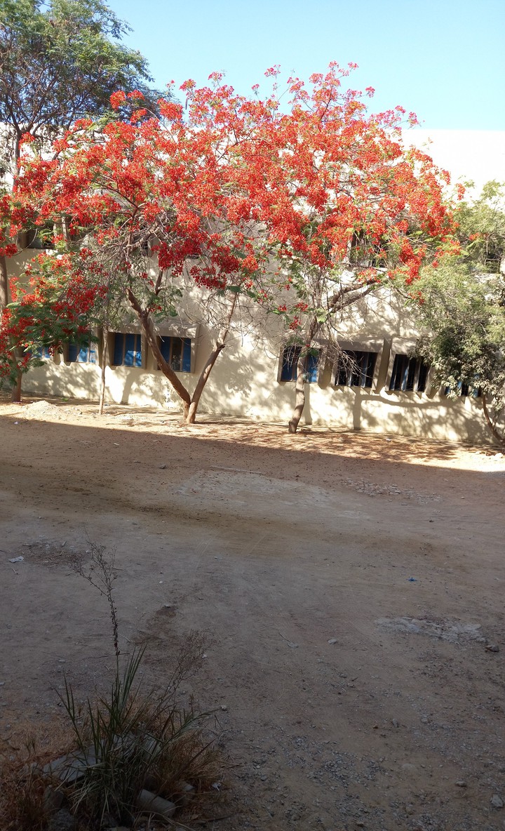 orange flowers