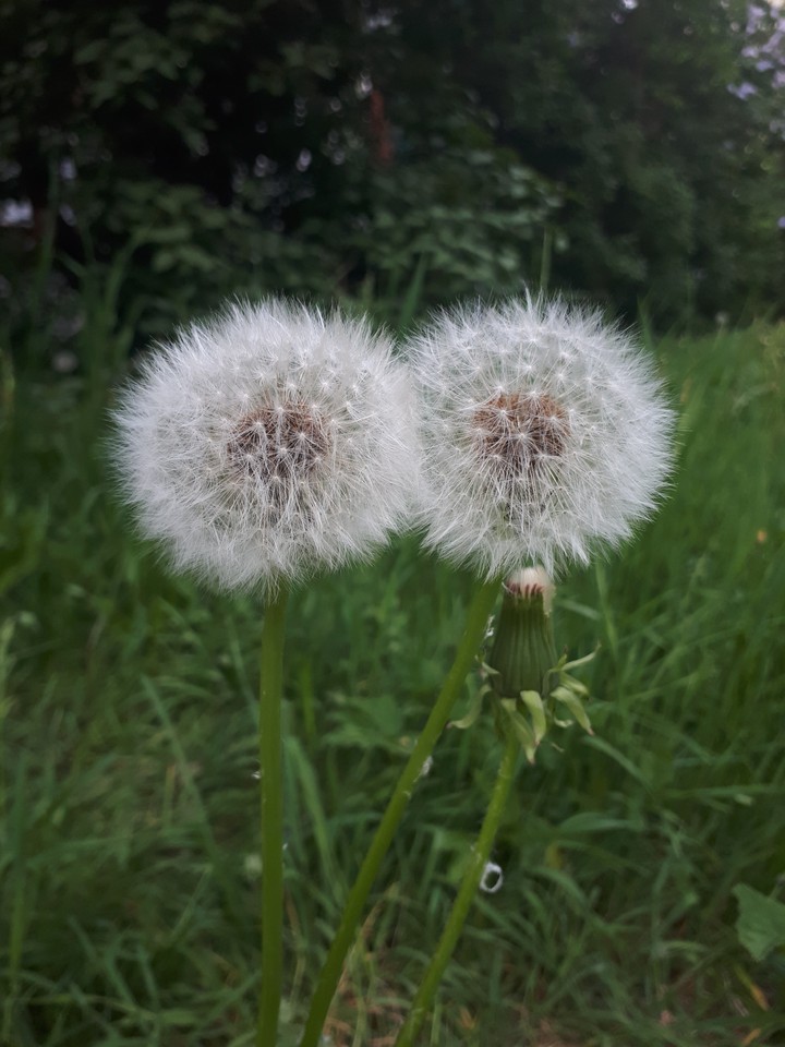 Dandelions