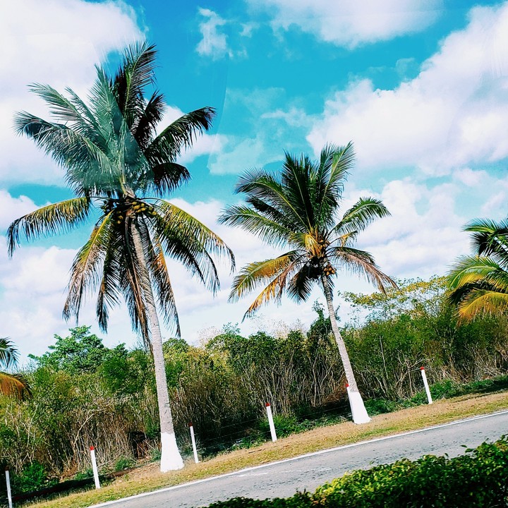 palm trees