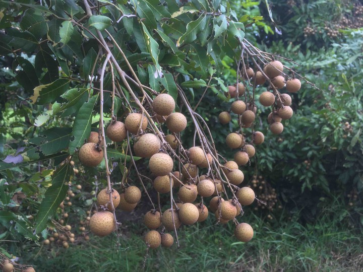 Longan