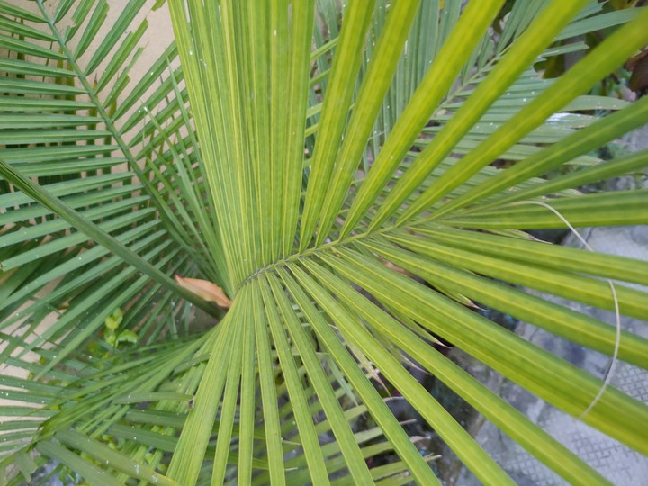 plant