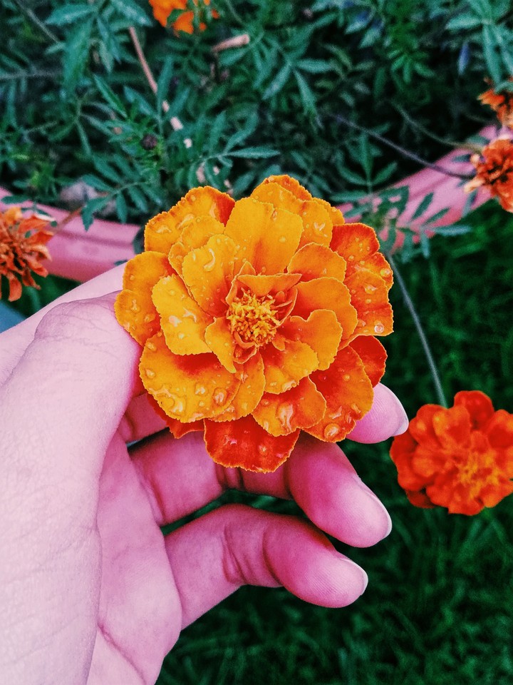 Marigold