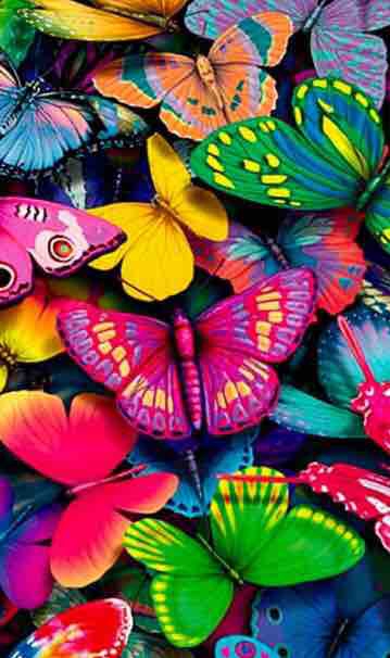 colors butterflies