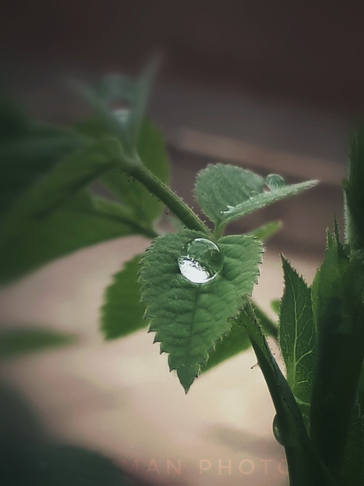 frost