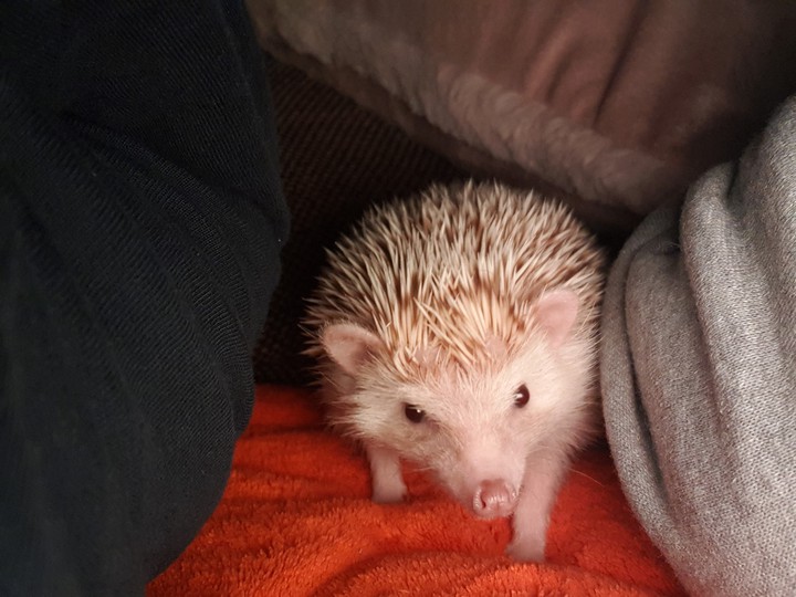 hedgehog