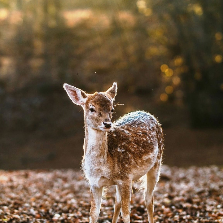 ,,nature