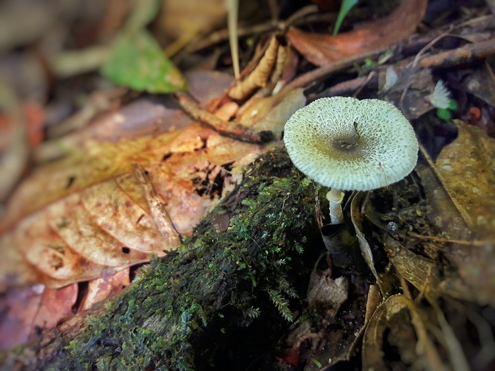 mushroom
