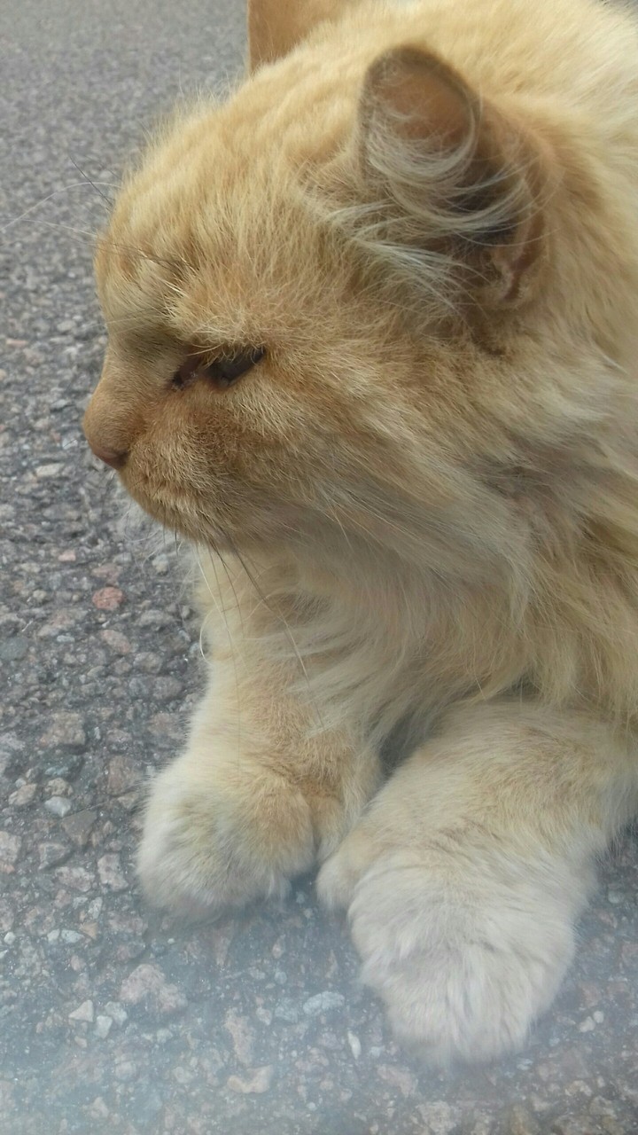 Katze