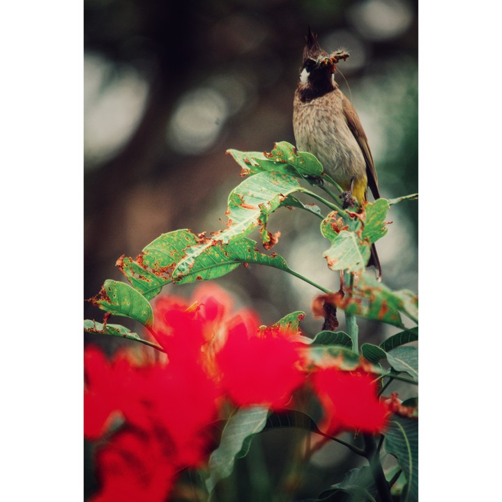 bird