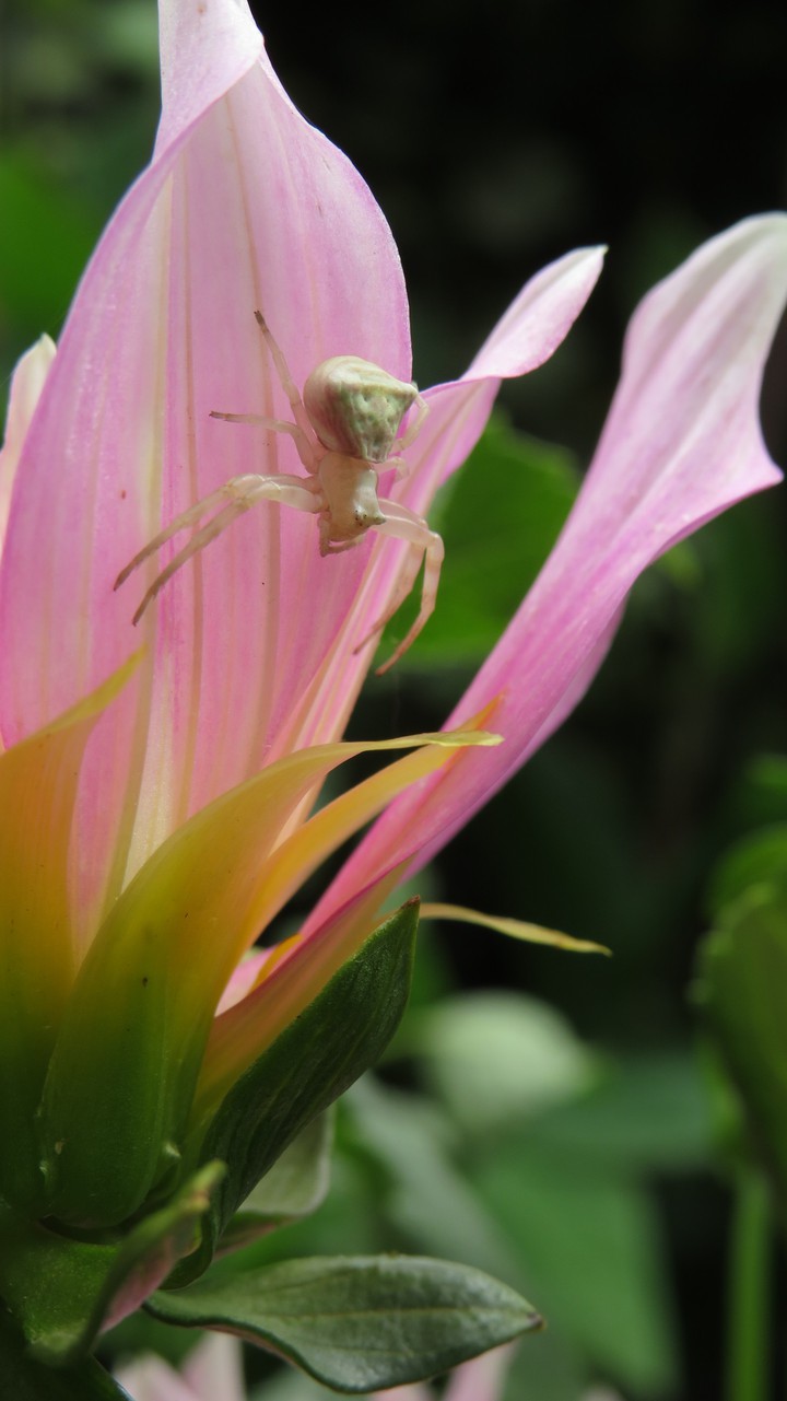 flowers & spider