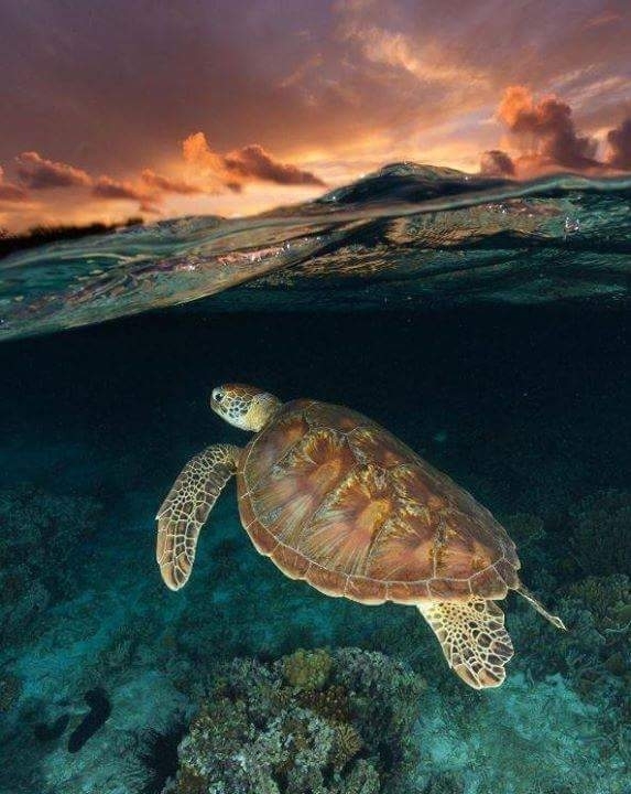 island life