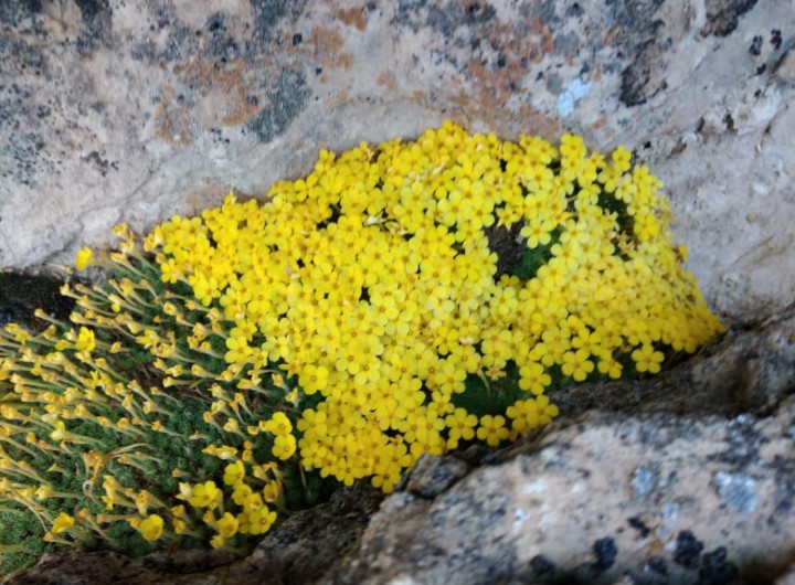 plant/flower
