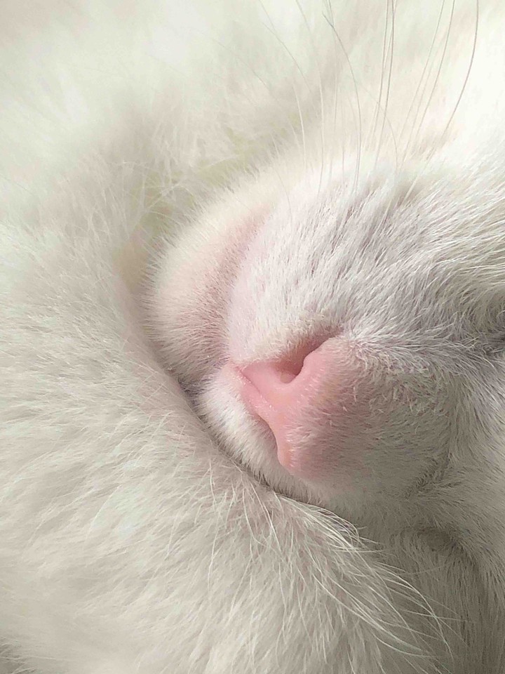 white kitten