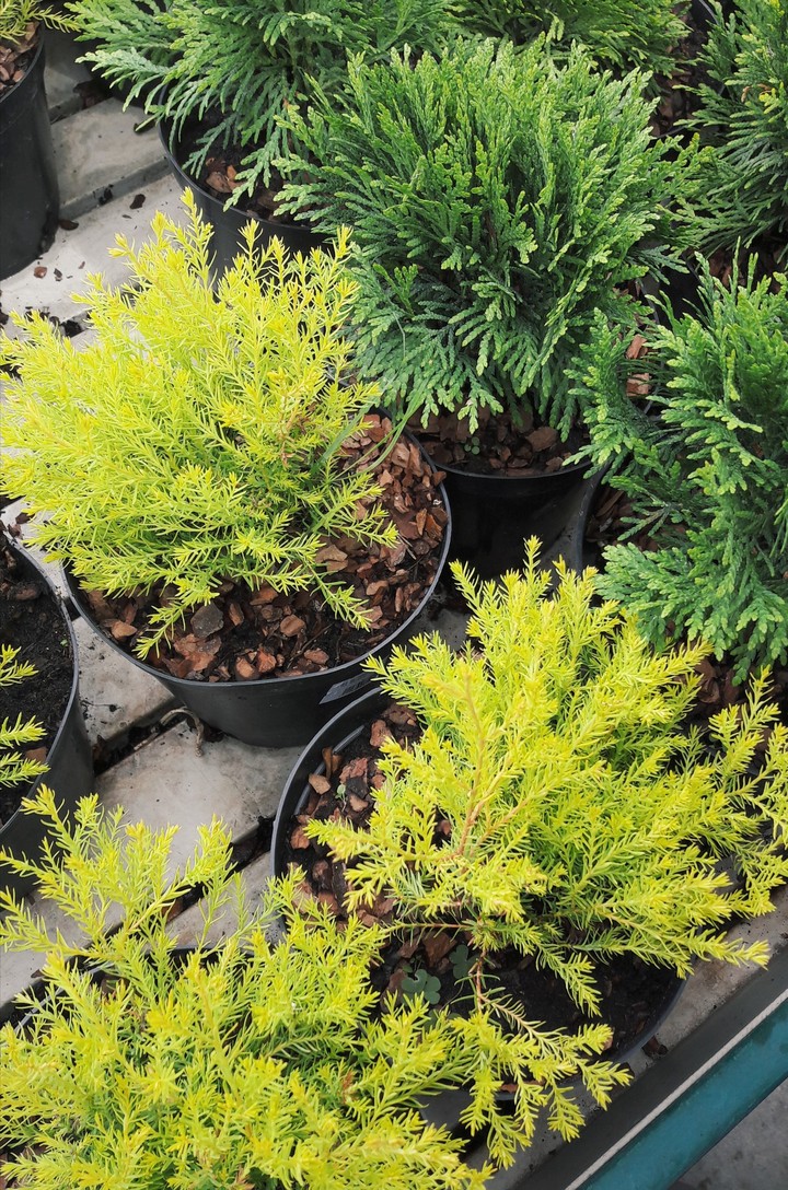 plants