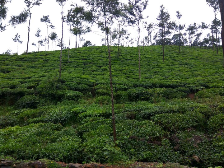 tea estate
