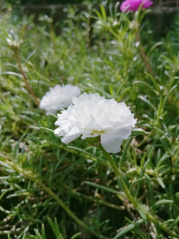 white 