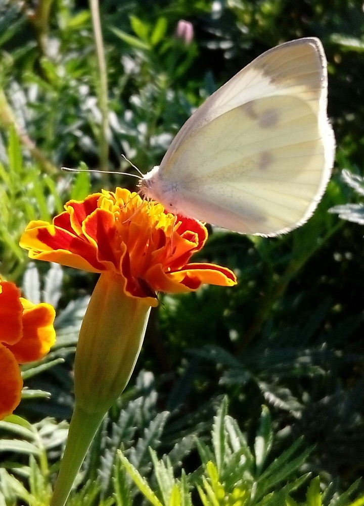 butterfly on a flower