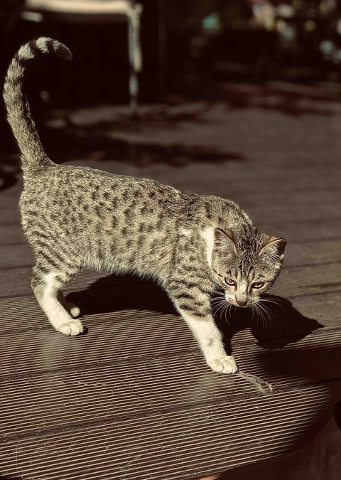 Cat