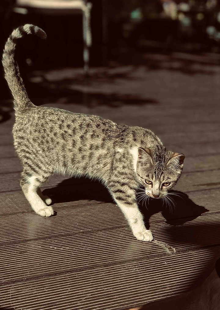 Cat