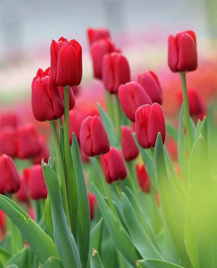 #tulips