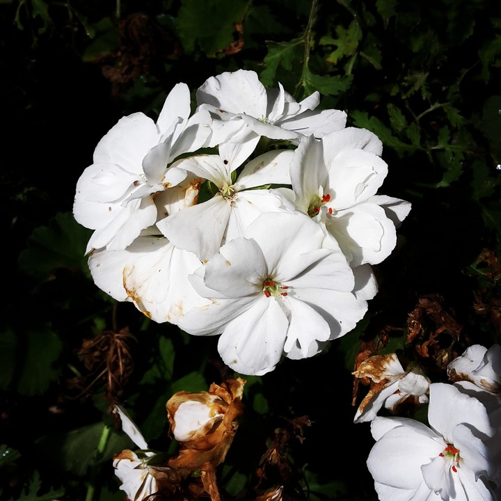 Just a white flower