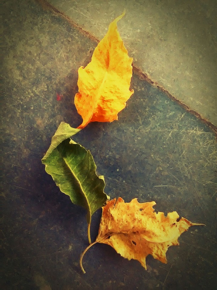 three_leaf