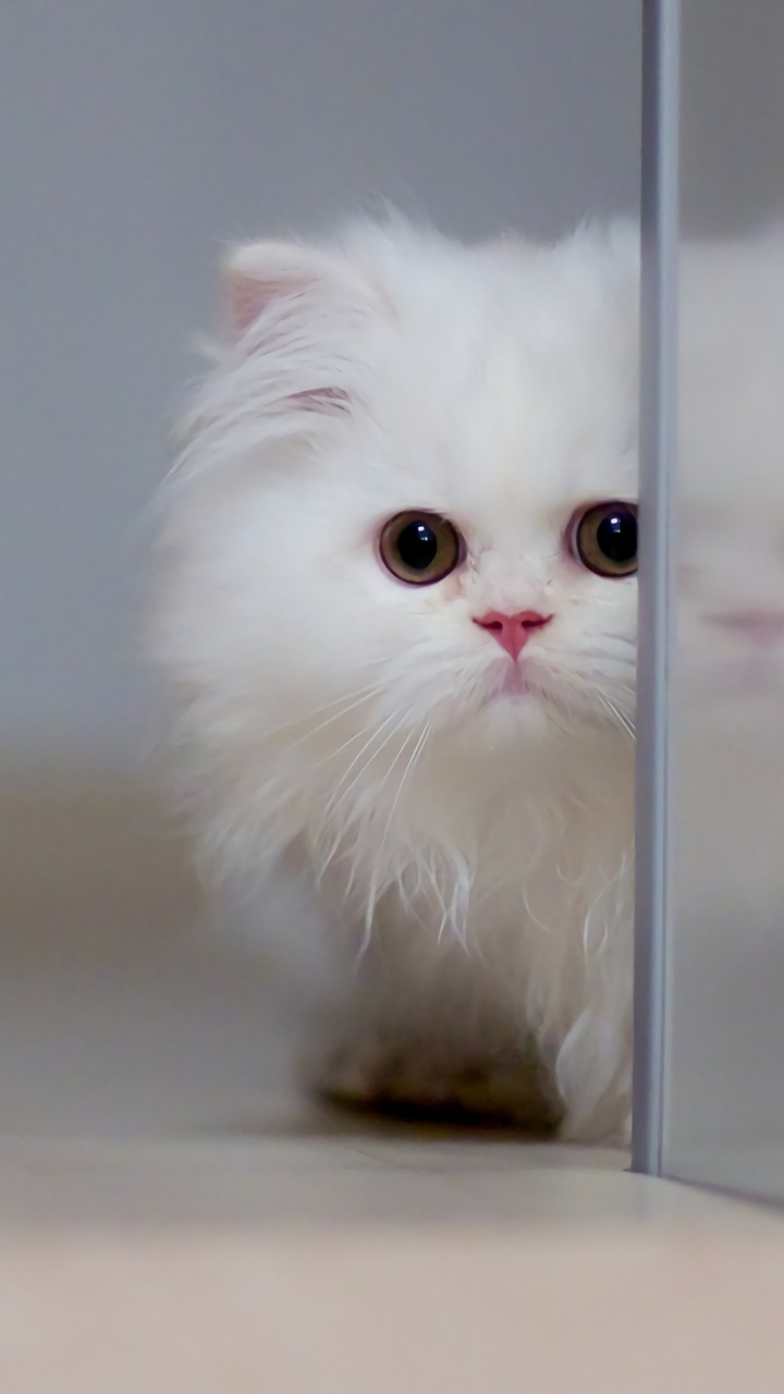 cute kitty