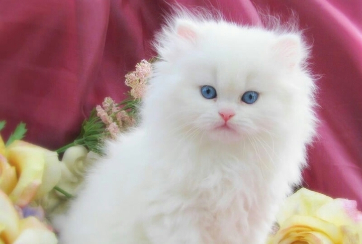 cat