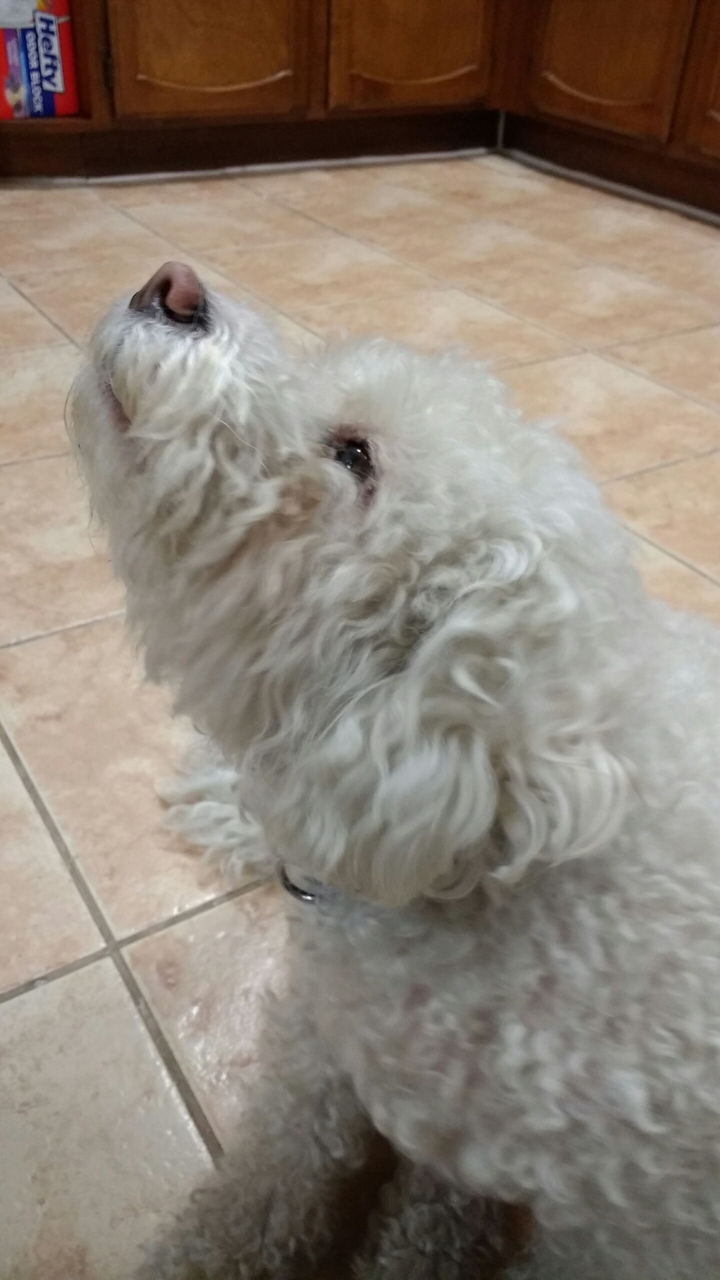 Sparky