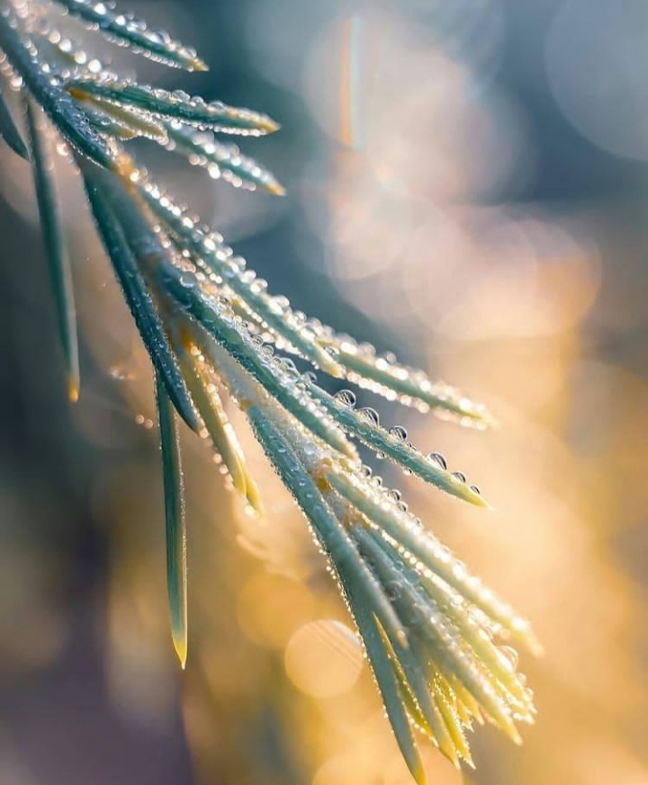 Branch