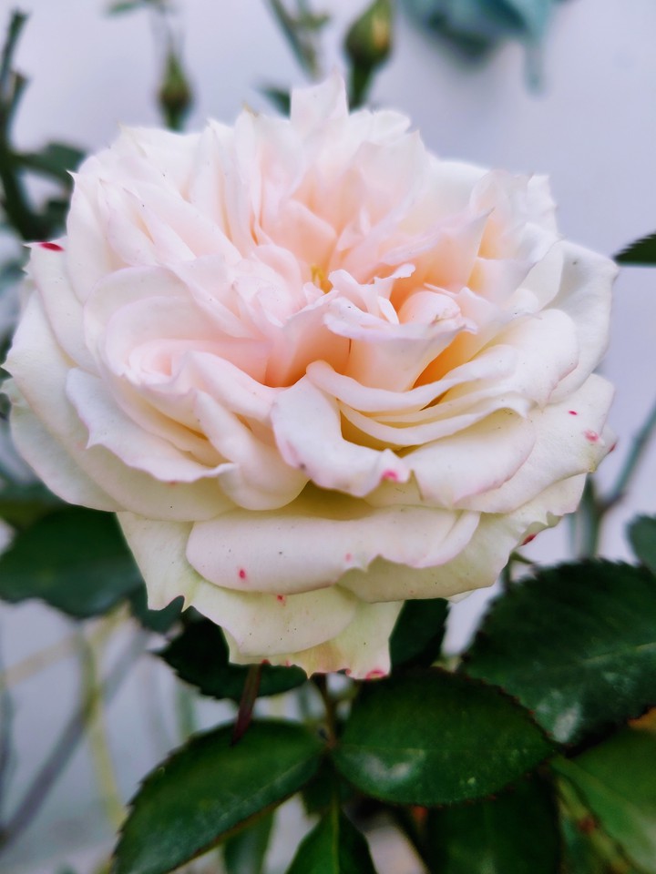 rose...