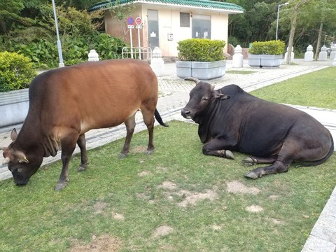 ταπετσαρίες wisdompark, pasture