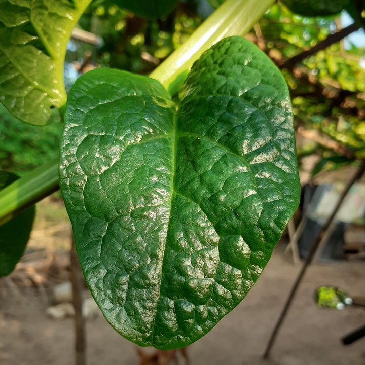 leaf micro shot