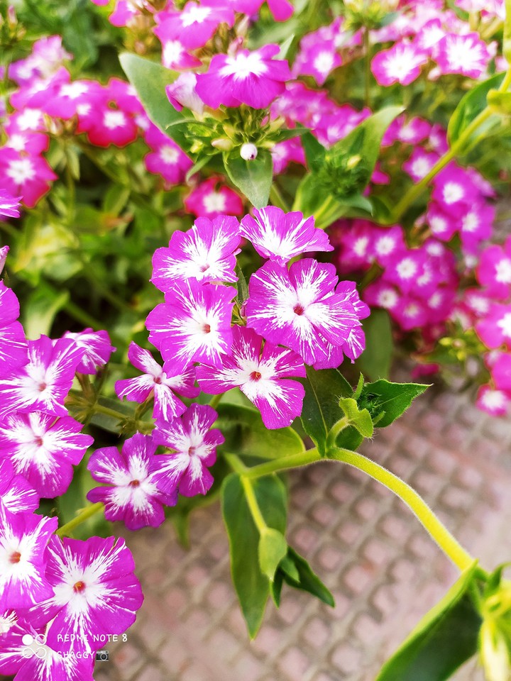 Phlox drummondii